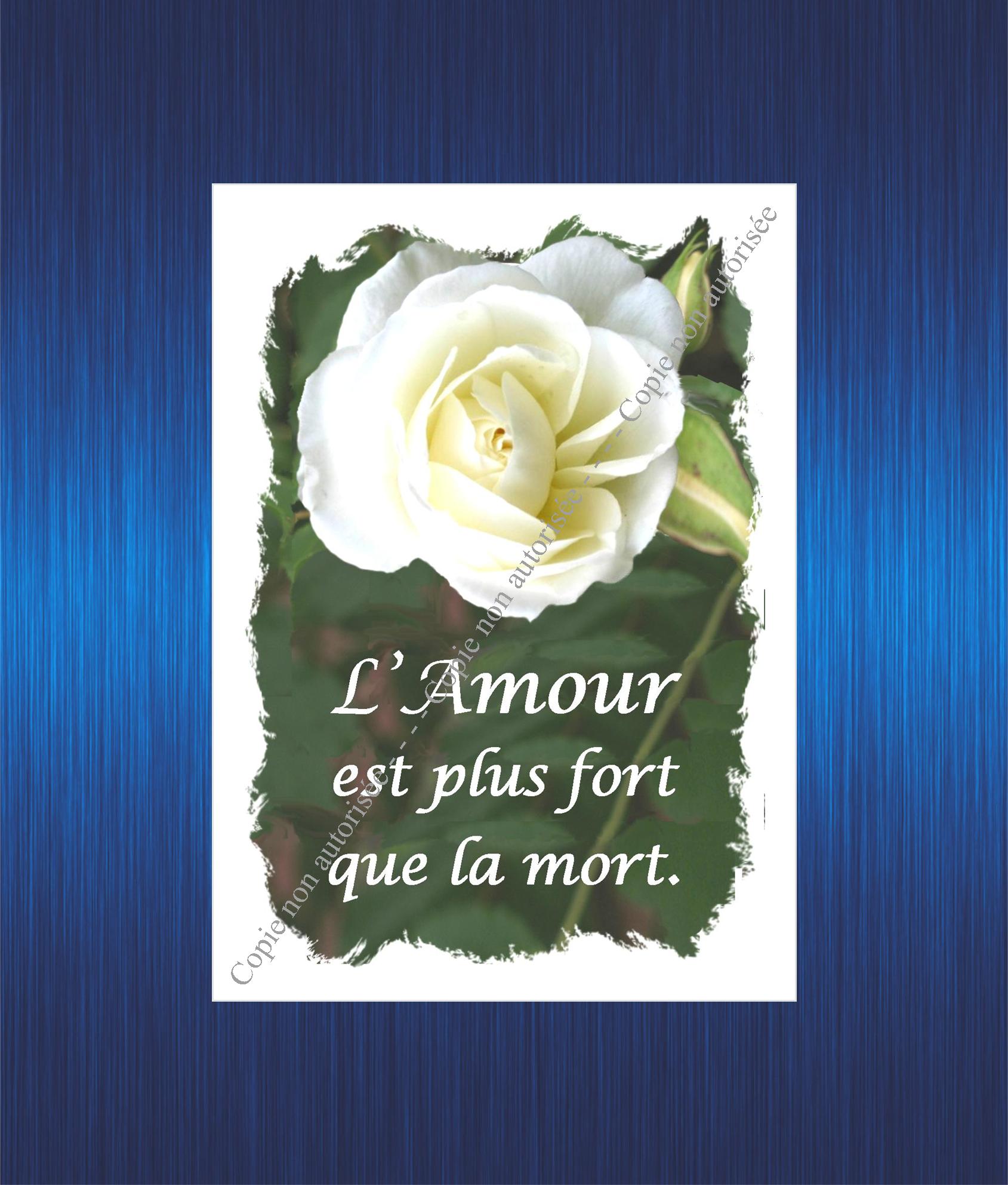 107-l-amour-plus-fort-rose-blanche-pour-site-2023-63b9735bbd322651720566.jpg