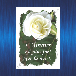 107-l-amour-plus-fort-rose-blanche-pour-site-2023-63b9735bbd322651720566.jpg