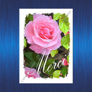 112-merci-rose-rose-pour-site-2023-63b97a595089c986734224.jpg